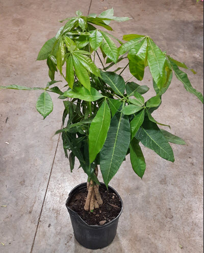 10" Pachira Money Tree Braid